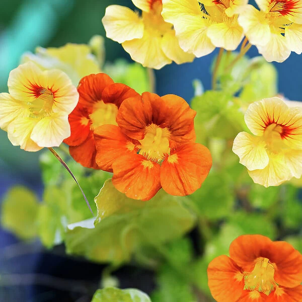 Close-up of yellow and orange flowers