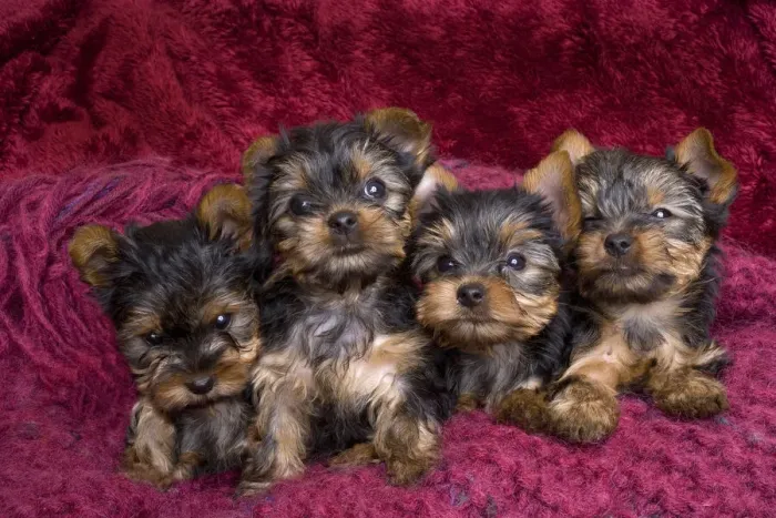 Framed Print : Close-up of Yorkshire terrier puppies on blanket