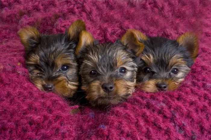 Framed Print : Close-up of Yorkshire terrier puppies on blanket