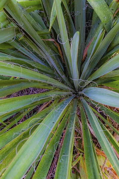 Close-up of yucca plant leaves