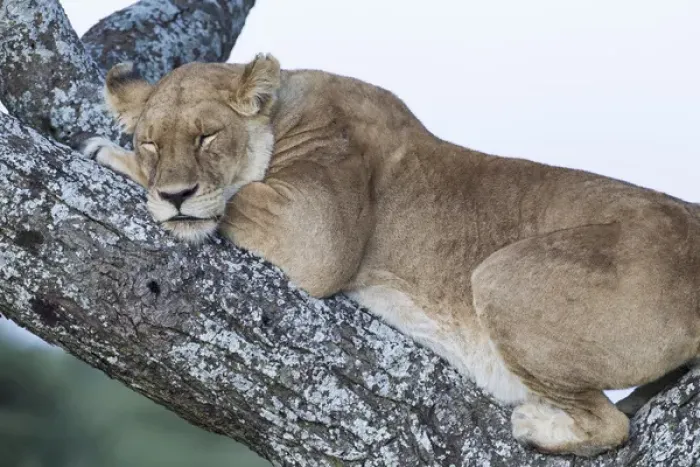 Framed Print : Close up view of female lion sleeping in acaia tree in jungle, Ngorongoro Conservation Area Framed Print : Close up view of female lion sleeping in acaia tree in jungle, Ngorongoro Conservation Area