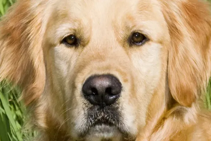 Framed Print : Close view of head golden retriever Framed Print : Close view of head golden retriever