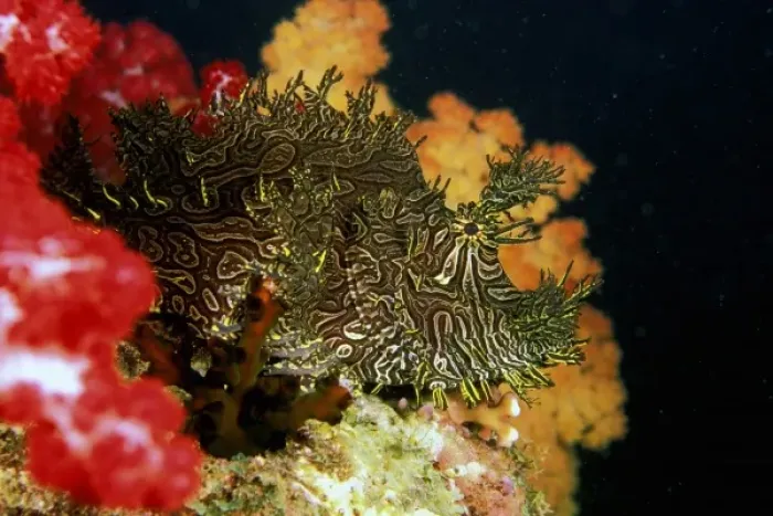 Framed Print : Close up of Weedy Scorpionfish, or rhinopia apanes Framed Print : Close up of Weedy Scorpionfish, or rhinopia apanes