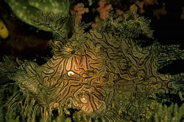 Framed Print : Close up of Weedy Scorpionfish, rhinopias aphanes