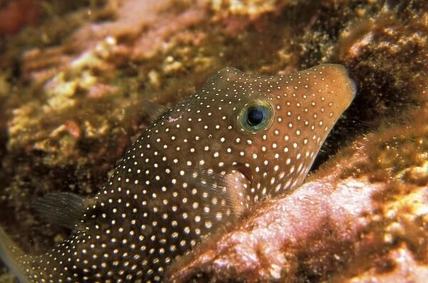 Close up of whitespotted puffer, or canthigaster jactator