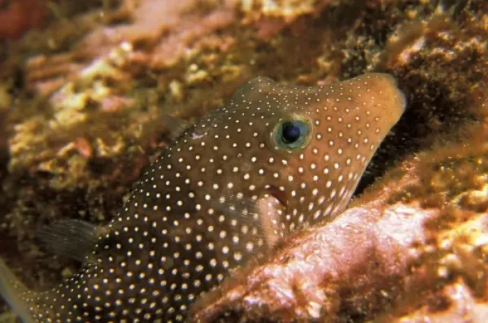 Framed Print : Close up of whitespotted puffer, or canthigaster jactator Framed Print : Close up of whitespotted puffer, or canthigaster jactator