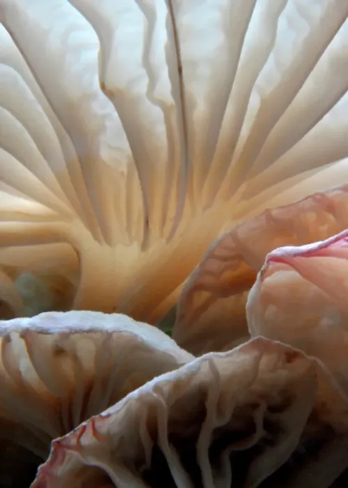 Framed Print : Close Up of Wild Mushrooms Framed Print : Close Up of Wild Mushrooms