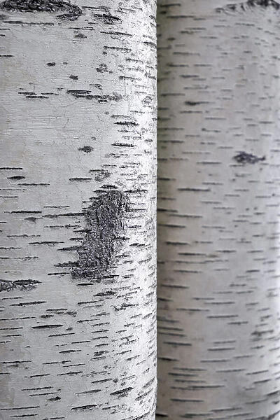 Closeup of birch bark