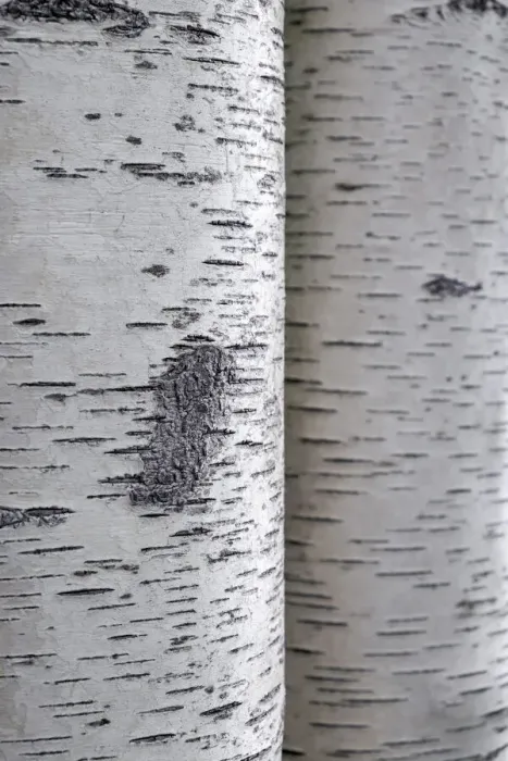 Framed Print : Closeup of birch bark Framed Print : Closeup of birch bark