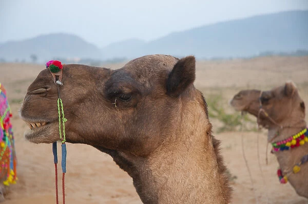 Closeup of a camel, Pushkar, Rajasthan, India