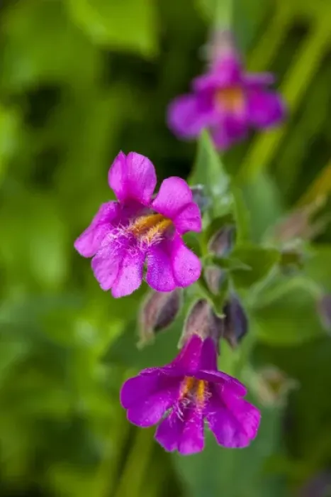 Framed Print : Closeup of Lewis Monkeyflower Framed Print : Closeup of Lewis Monkeyflower