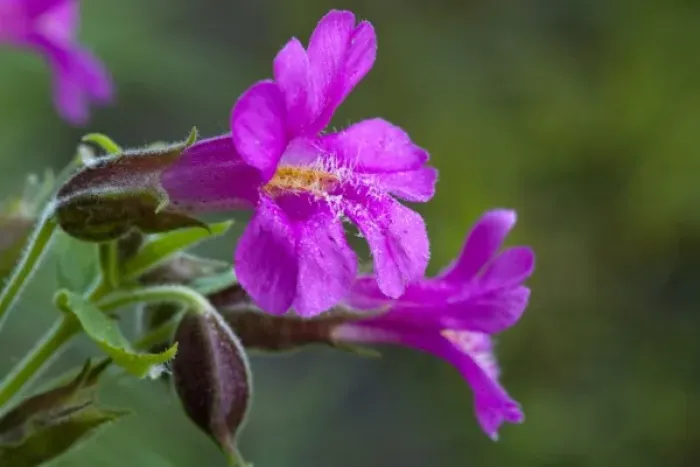 Framed Print : Closeup of Lewis Monkeyflower