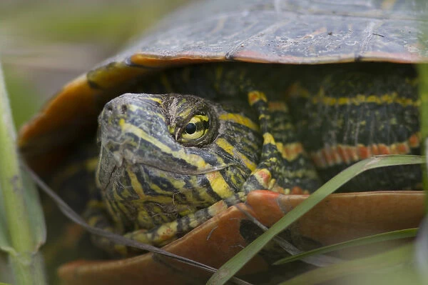 Closeup look at a painted turtle in the Mission Valley of Montana