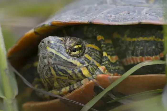 Framed Print : Closeup look at a painted turtle in the Mission Valley of Montana