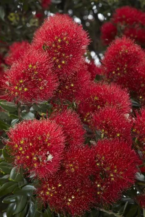 Framed Print : Closeup of native Pohutukawa flowers (metrosideros excelsa) in the Bay of Islands Framed Print : Closeup of native Pohutukawa flowers (metrosideros excelsa) in the Bay of Islands