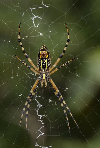 Closeup of the two palps (feelers) on the Female Black and Yellow Argiope, Argiope aurantia