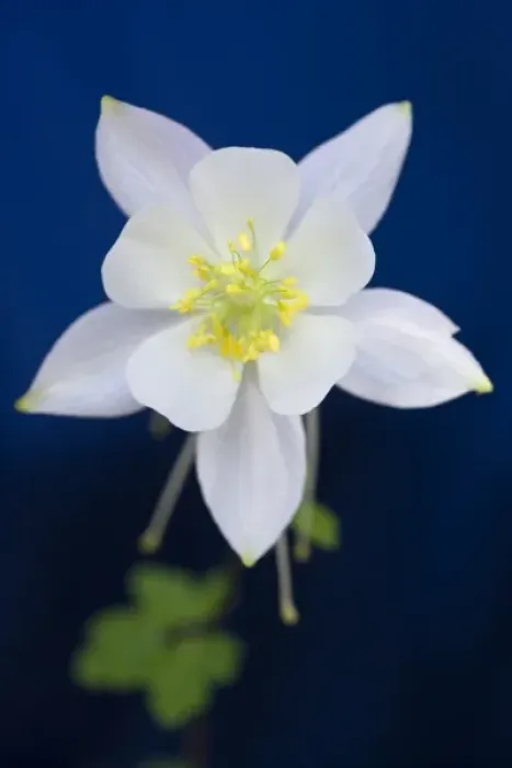 Framed Print : A closeup photo of a white Columbine (Aquilegia scopulorum) flower variety found Framed Print : A closeup photo of a white Columbine (Aquilegia scopulorum) flower variety found