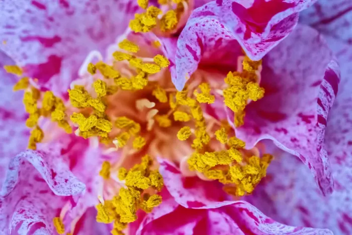 Framed Print : Closeup of pollen on stamen on variegated flower petals Framed Print : Closeup of pollen on stamen on variegated flower petals
