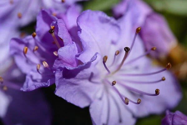 Closeup of purple Azalea (Rhododendron prinophyllum)