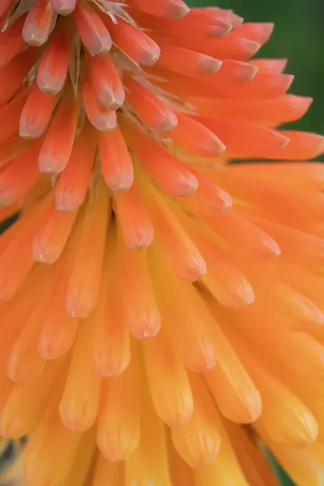 Framed Print : Closeup of the red hot poker tubular flowers, New Mexico