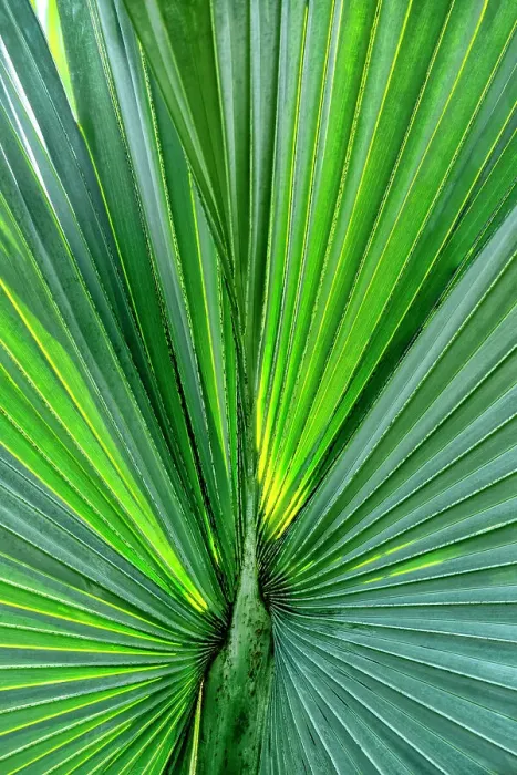 Framed Print : Closeup of a sabal palm, Florida Framed Print : Closeup of a sabal palm, Florida