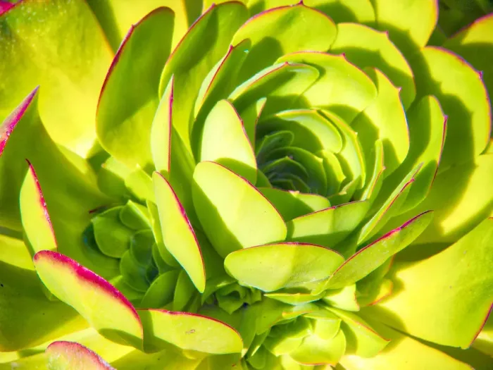 Framed Print : Closeup of a Succulent Framed Print : Closeup of a Succulent