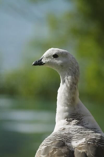 Closeup of Upland goose, Torres del Paine National Park, Patagonia, Chile