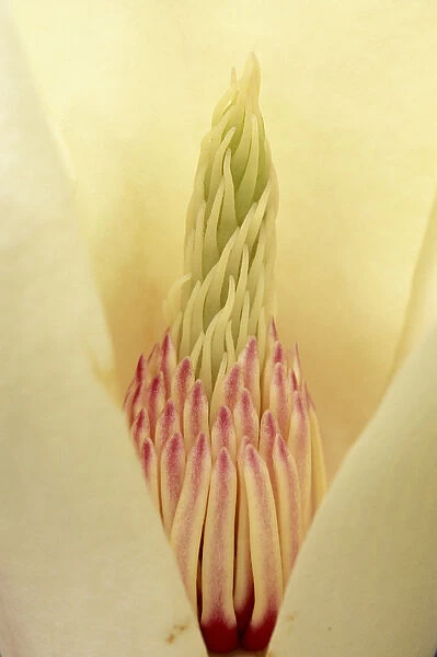 Closeup of Yulan Magnolia blossom