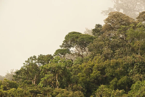 Cloud Forest Canopy Mindo Cloud Forest West slope of Andes ECUADOR