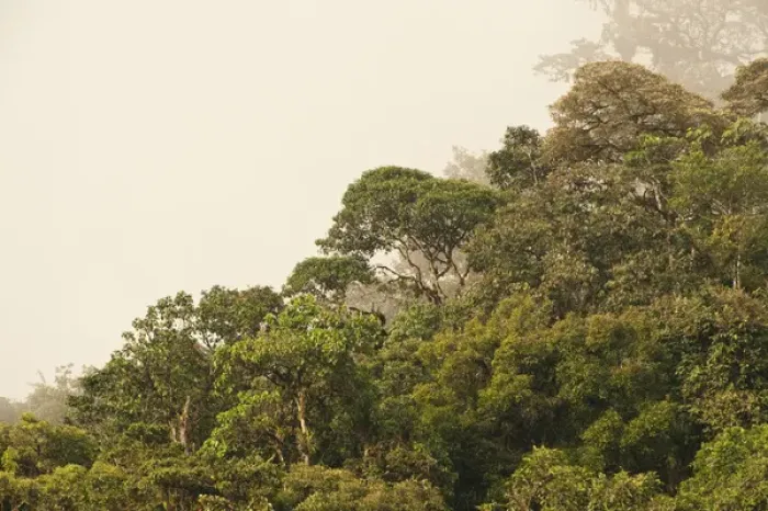 Framed Print : Cloud Forest Canopy Mindo Cloud Forest West slope of Andes ECUADOR
