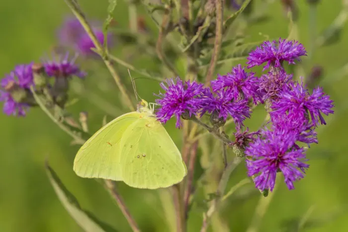 Framed Print : Cloudless Sulphur (Phoebis sennae) on Missouri Ironweed (Veronia missurica)