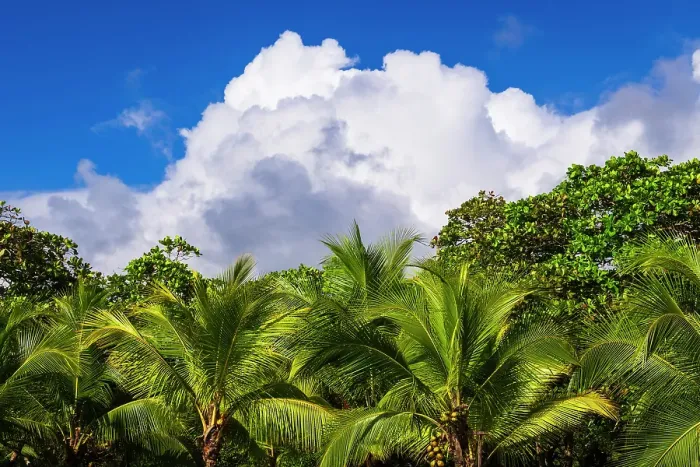 Framed Print : Clouds over coconut palms at Playa Matapalo, Puntarenas Province, Costa Rica Framed Print : Clouds over coconut palms at Playa Matapalo, Puntarenas Province, Costa Rica