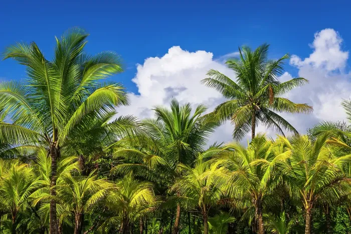 Framed Print : Clouds over coconut palms at Playa Matapalo, Puntarenas Province, Costa Rica