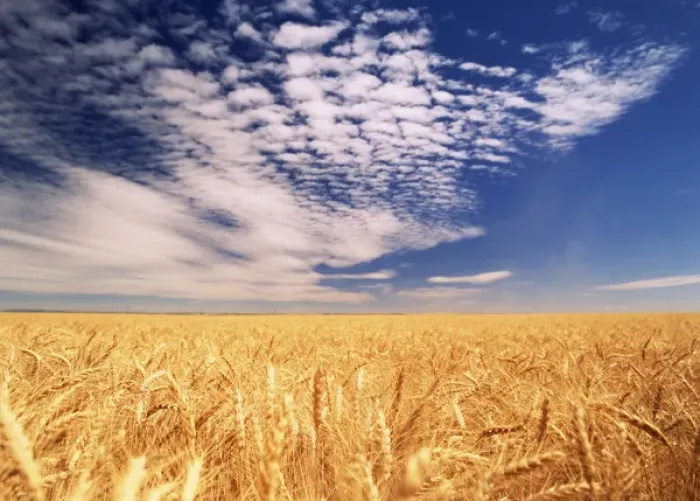 Framed Print : Clouds over wheat field Framed Print : Clouds over wheat field