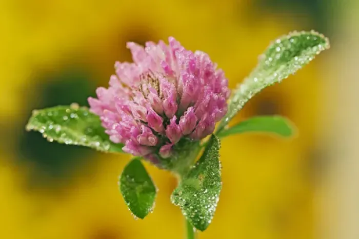 Framed Print : Clover Flower