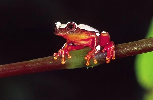 Clown Treefrog, Hyla leucophylata, Native to Surinam, South America