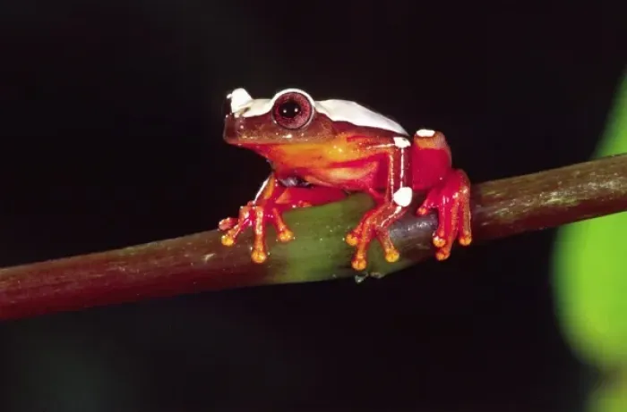 Framed Print : Clown Treefrog, Hyla leucophylata, Native to Surinam, South America Framed Print : Clown Treefrog, Hyla leucophylata, Native to Surinam, South America