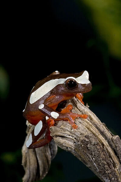 Clown Treefrog Hyla leucophylatta Native to Surinam