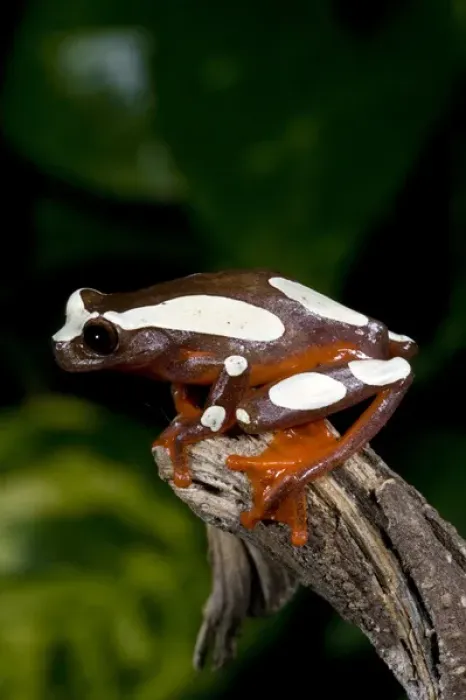 Framed Print : Clown Treefrog Hyla leucophylatta Native to Surinam Framed Print : Clown Treefrog Hyla leucophylatta Native to Surinam