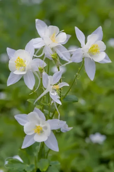 Framed Print : Cluster of Columbine in alpine meadow, Albion Basin, Alta, Utah, Uinta-Wasatch- Cache Framed Print : Cluster of Columbine in alpine meadow, Albion Basin, Alta, Utah, Uinta-Wasatch- Cache