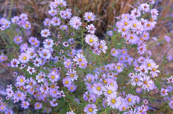 A cluster of Purple Asters reclaims the streambed along Iceberg Canyon at a location