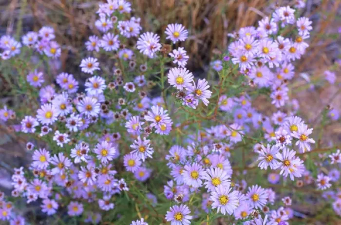 Framed Print : A cluster of Purple Asters reclaims the streambed along Iceberg Canyon at a location
