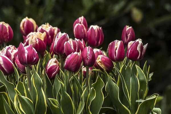 A cluster of red and white tulips with yellow and green striped leaves