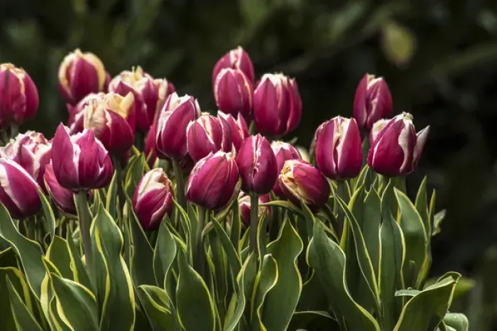 Framed Print : A cluster of red and white tulips with yellow and green striped leaves Framed Print : A cluster of red and white tulips with yellow and green striped leaves