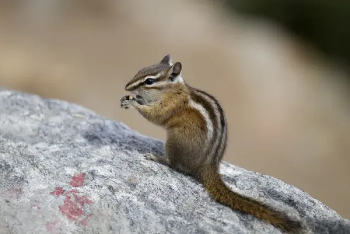 Framed Print : CO, Rocky Mountain National Park, chipmunk at Rainbow Curve along highway 34 Framed Print : CO, Rocky Mountain National Park, chipmunk at Rainbow Curve along highway 34
