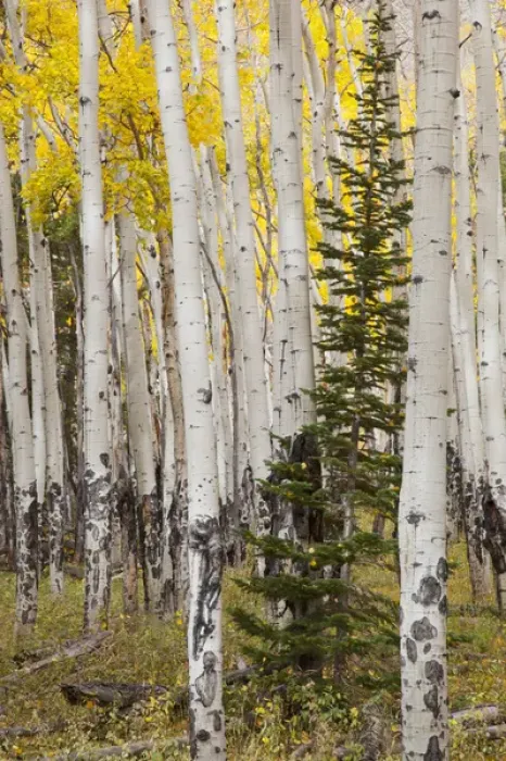 Framed Print : CO, Rocky Mountain National Park, Moraine Park, Fir tree surrounded by Aspen trees Framed Print : CO, Rocky Mountain National Park, Moraine Park, Fir tree surrounded by Aspen trees