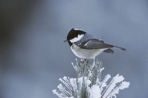 Coal Tit (Parus ater), adult perched on frost covered Swiss Stone Pine by minus 15 Celsius, St