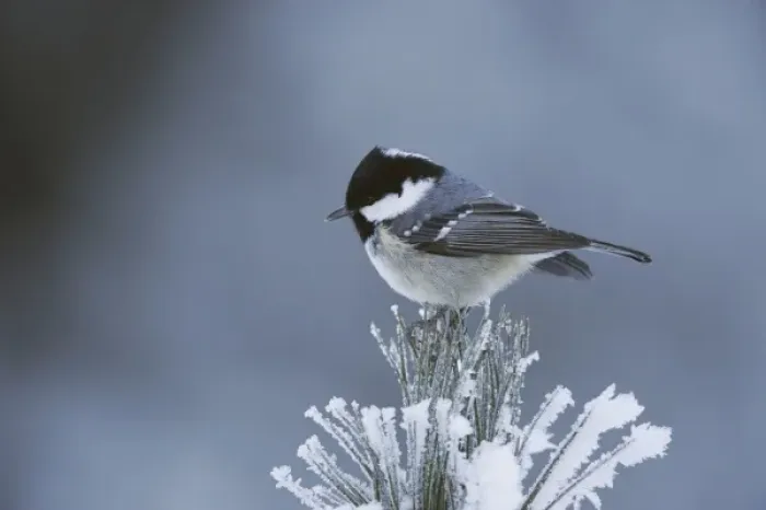 Framed Print : Coal Tit (Parus ater), adult perched on frost covered Swiss Stone Pine by minus 15 Celsius, St
