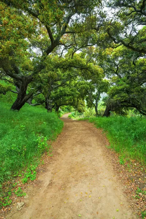 Framed Print : Coast live oaks in Harmon Canyon Preserve, Ventura, California, USA Framed Print : Coast live oaks in Harmon Canyon Preserve, Ventura, California, USA
