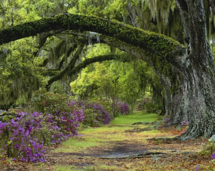 Framed Print : 08. Coast Live Oaks (Quercus agrifolia) and Azaleas blossom